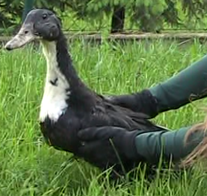 Predám mladé Indické bežce káčer + 2 kačice