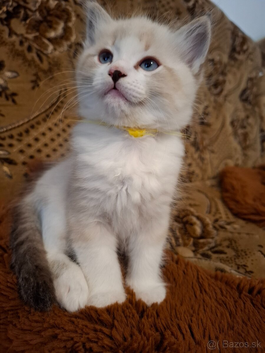 Ragdoll kocurik-seal lynx bicolour with blaze