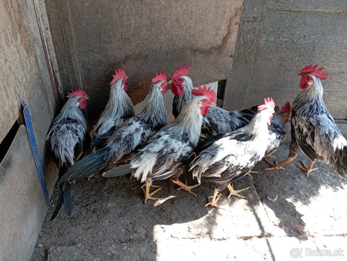 Vlaška striebrokrká