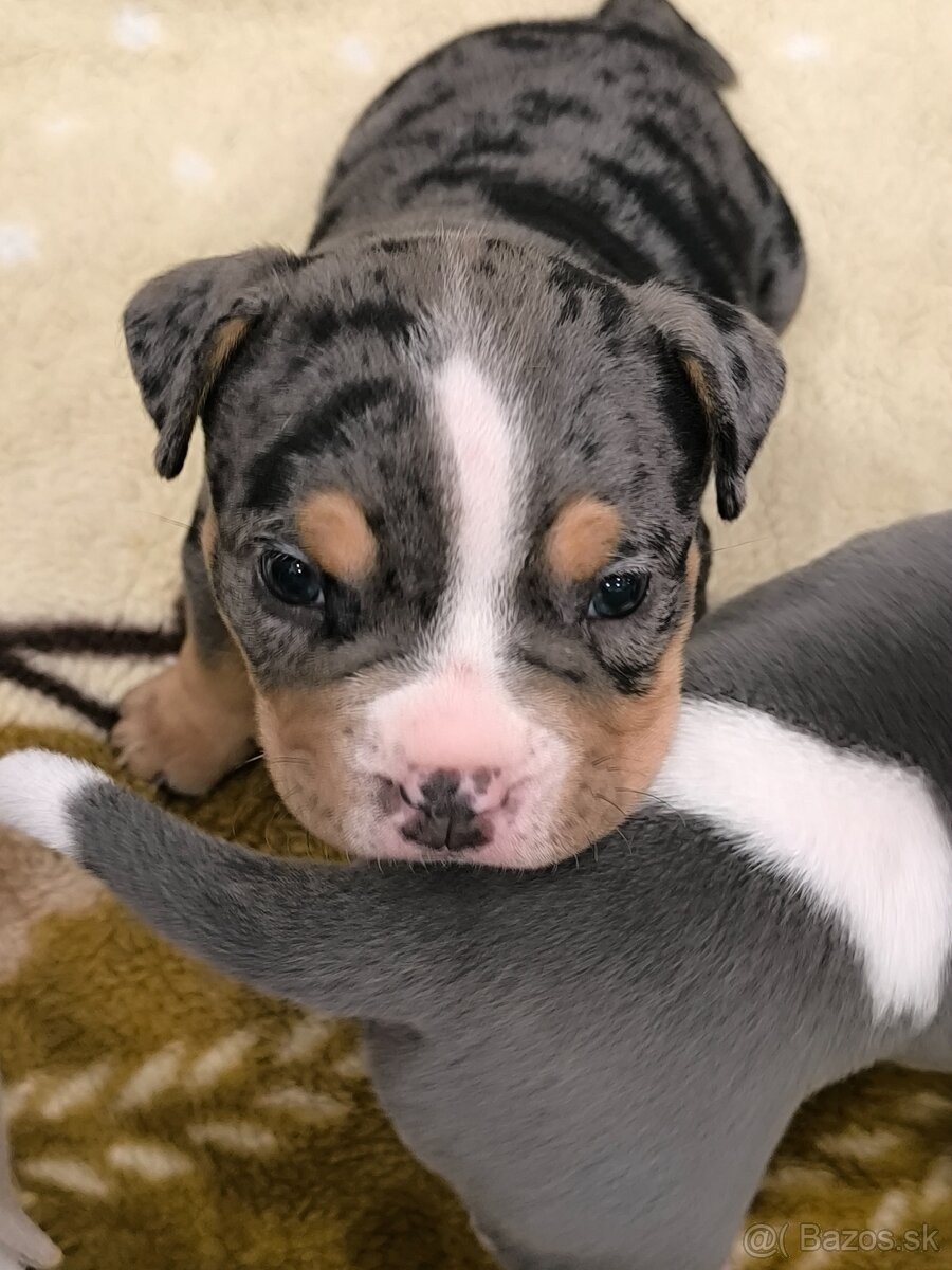 American bully pocket