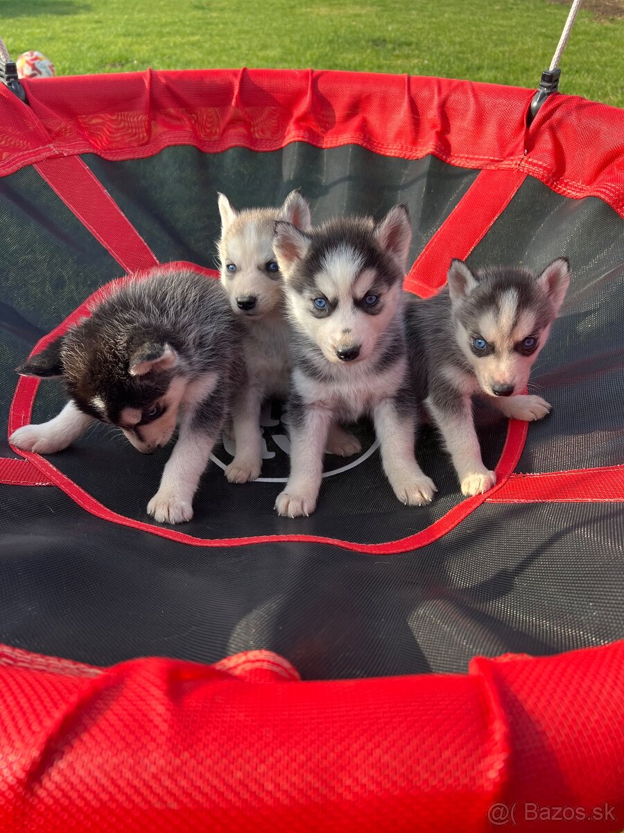 Steniatka sibirsky husky