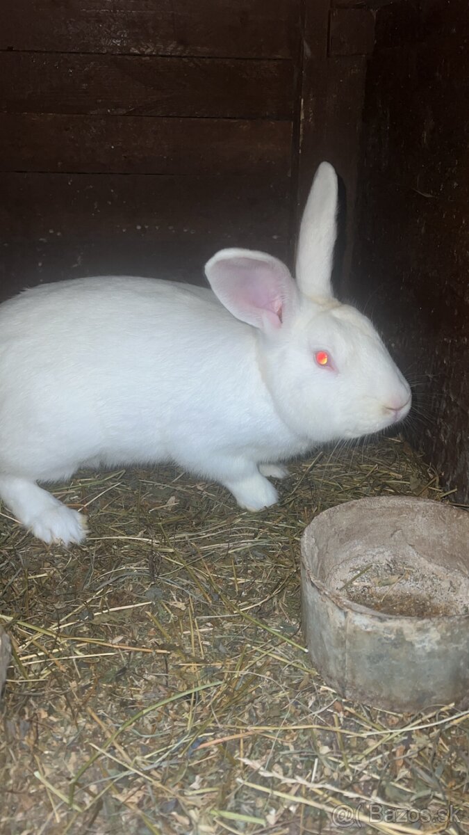 Predám zajace