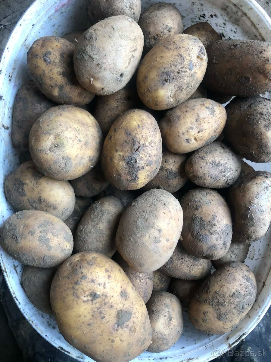 Predám zemiaky