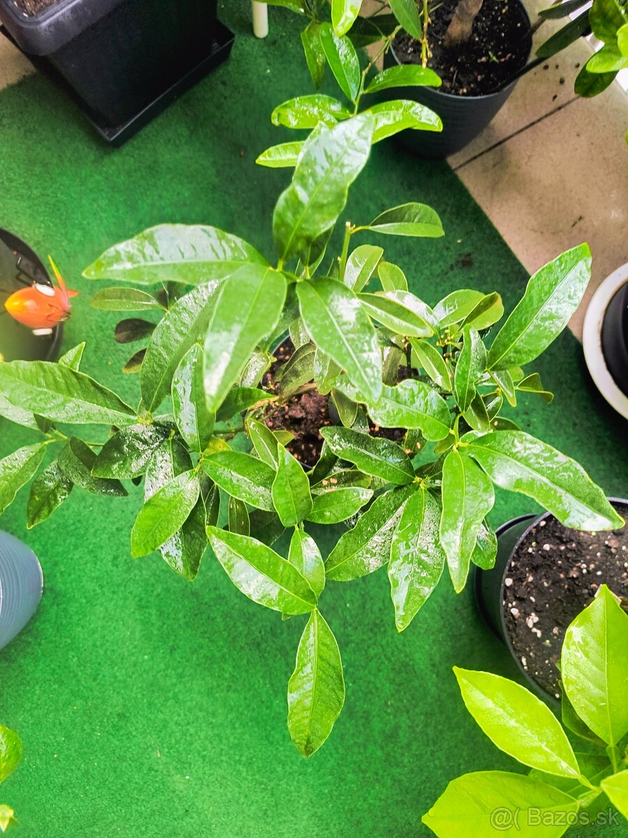 Predám kumquat