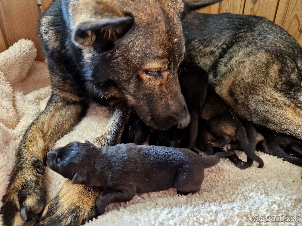 Nemecký ovčiak - šteniatka PP