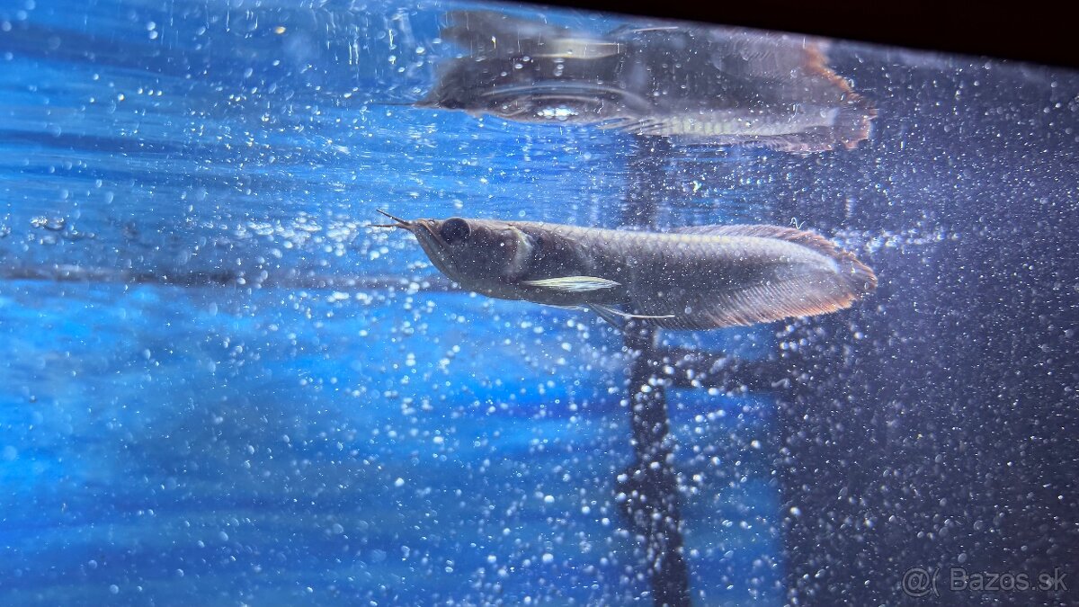 Arowana silver