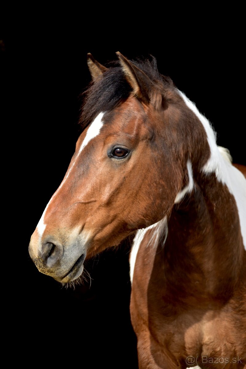 Rezervovaný - American Paint horse