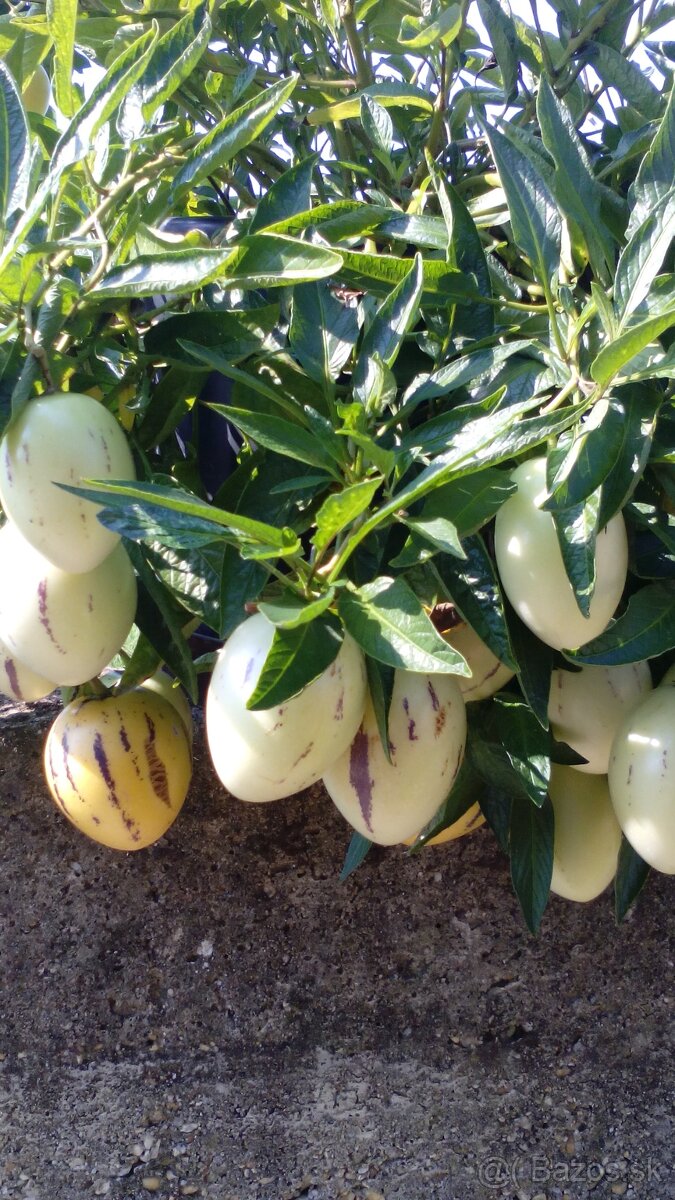 Predám rastlinky- Pepino-Gold