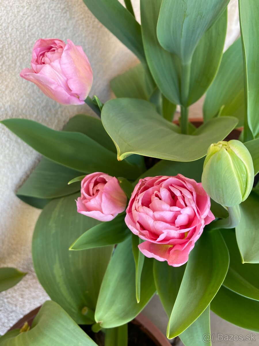 Tulipany, Veternice a Iskerniky