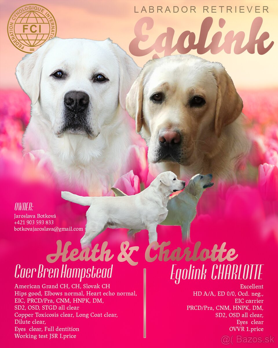 Labrador retriever -šteniatka s PP