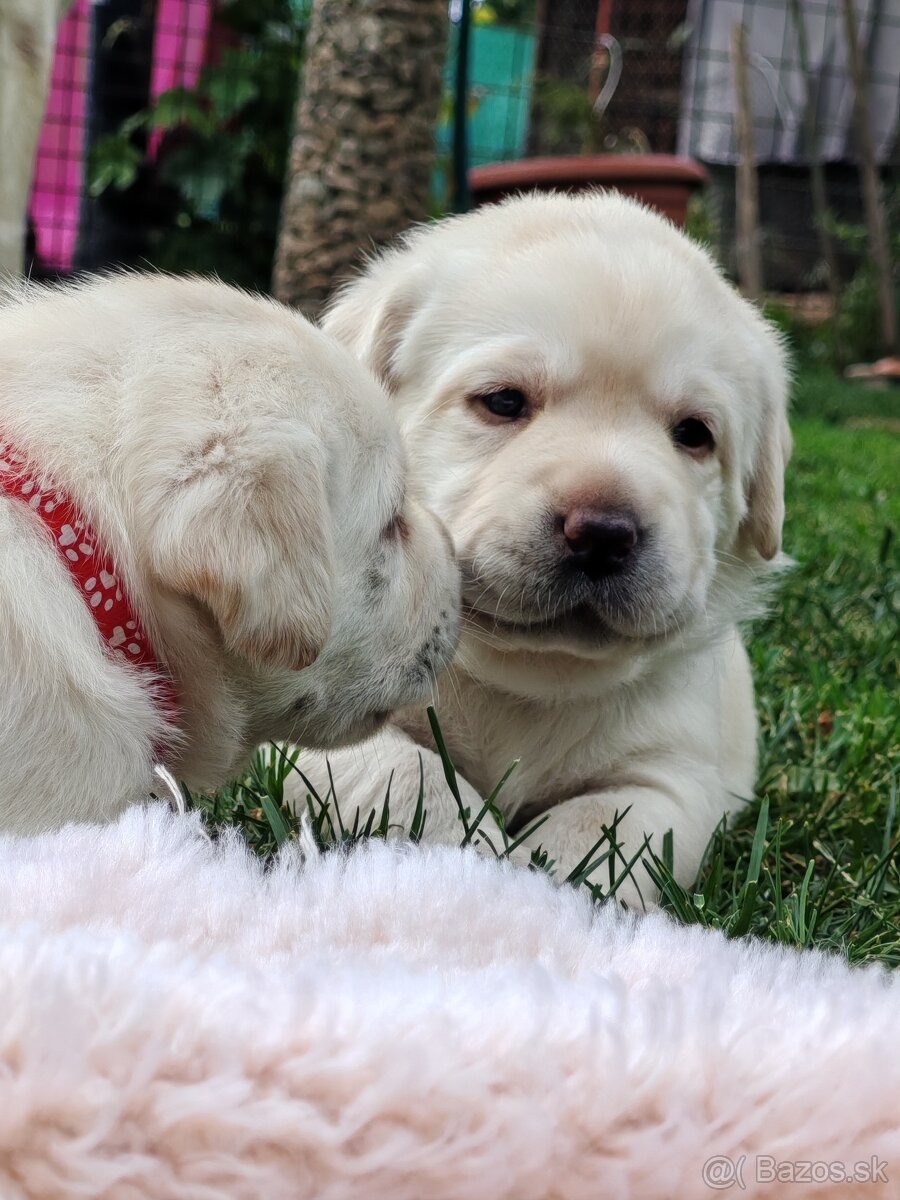 Labrador retriever -šteniatka s PP