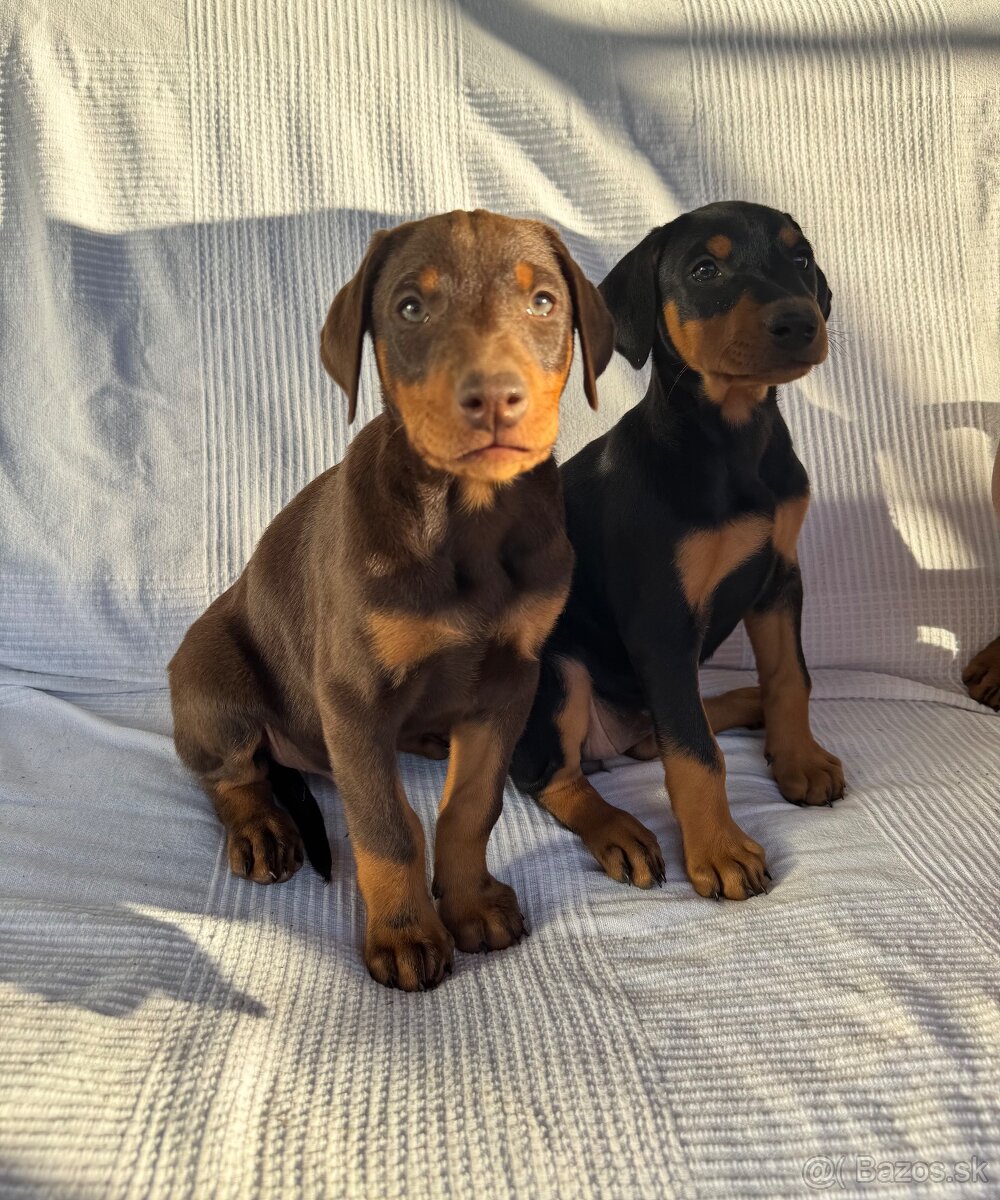 Doberman
