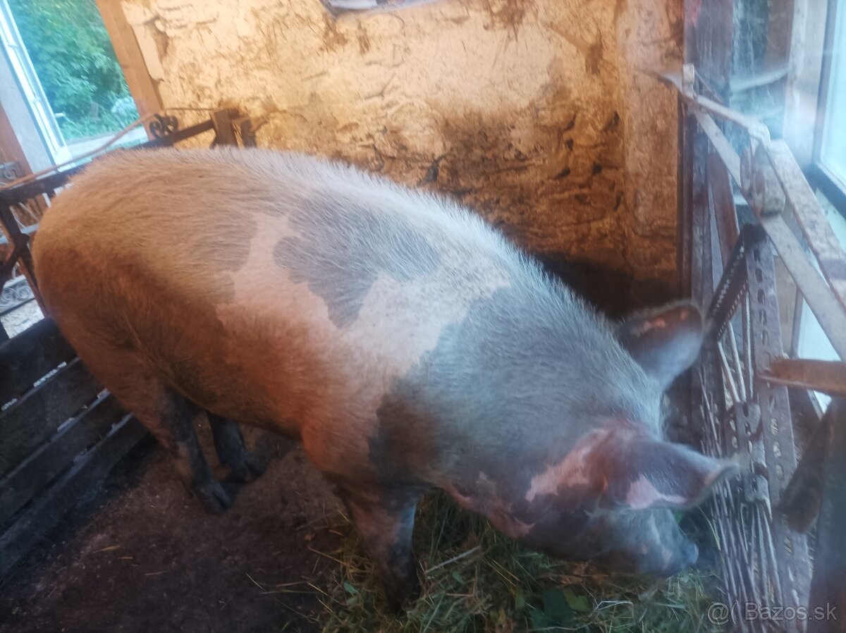Predám kanca,myškovaný vek 2,5 r