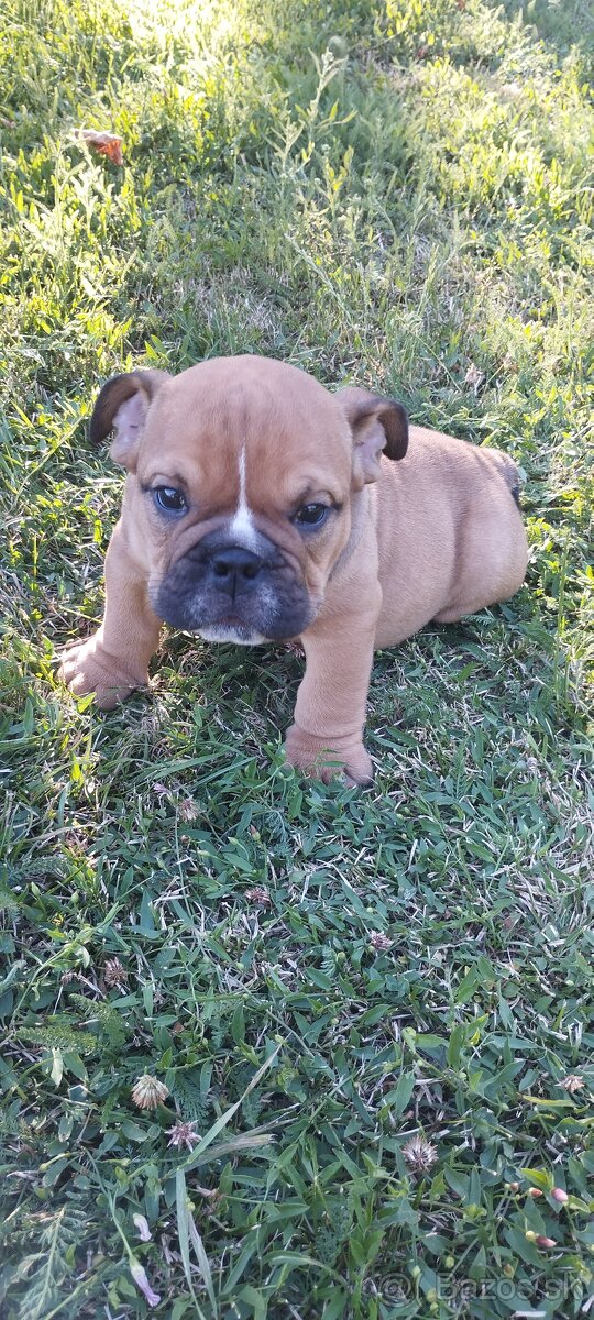 Anglický bulldog