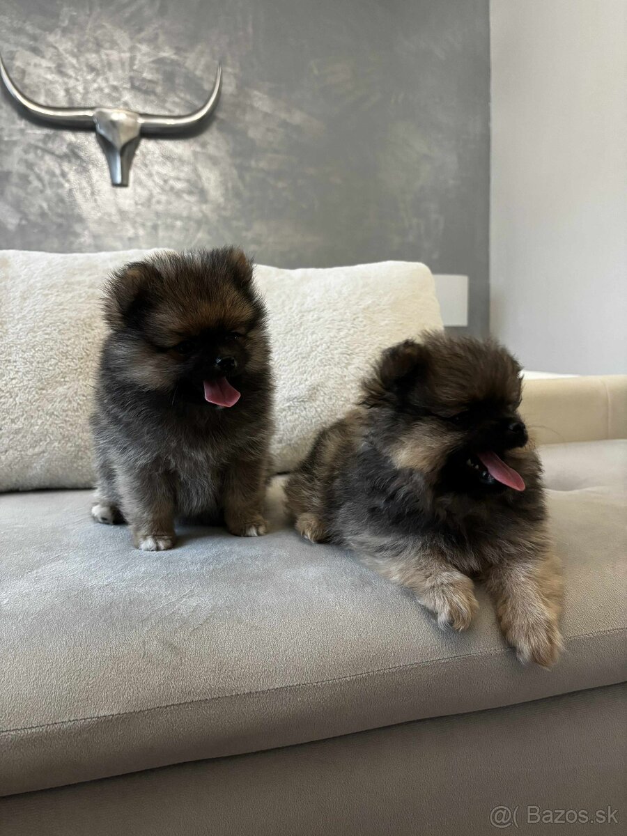 Predám šteniatka POMERANIANA