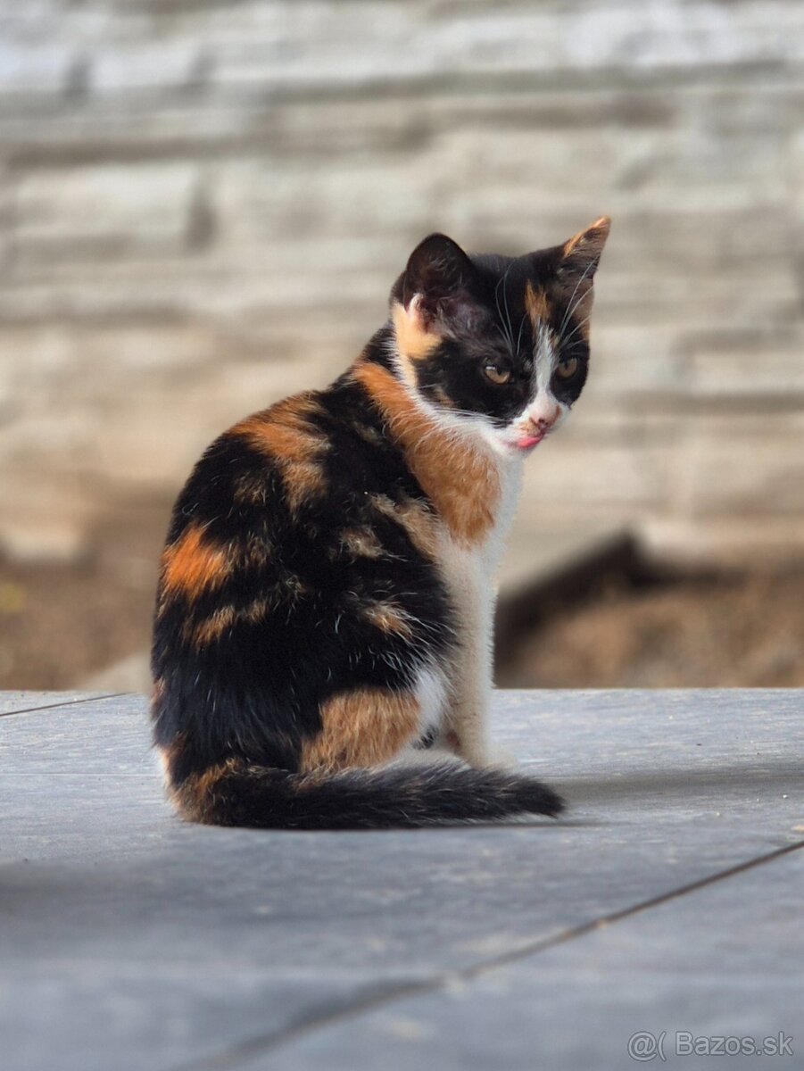 maciatka