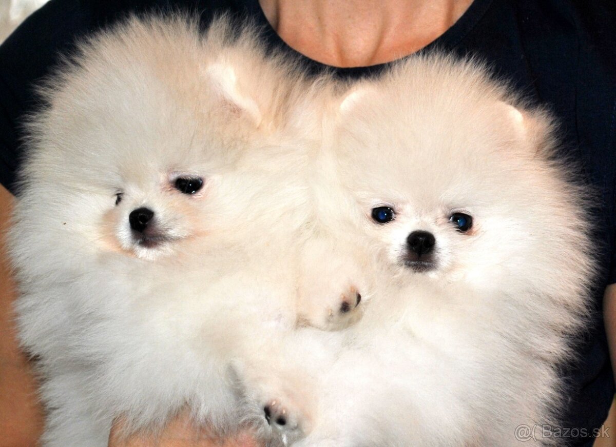 Pomeranian