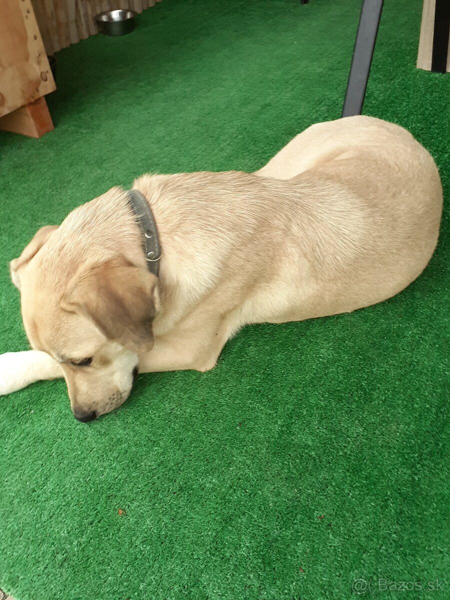 Labradorka Jessica