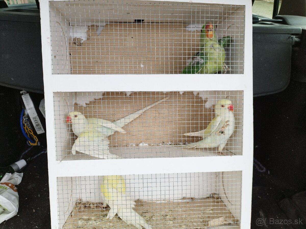 Alexander Veľký a malý