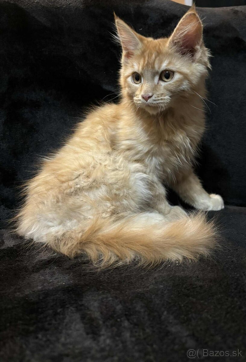 Mainská Mývalia, Maine Coon
