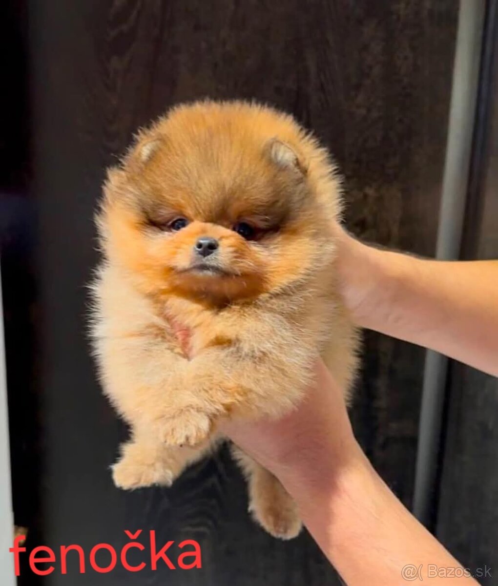 Pomeranian Boo mini