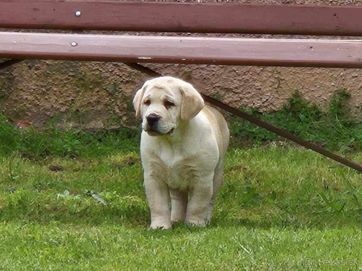 Labrador s PP