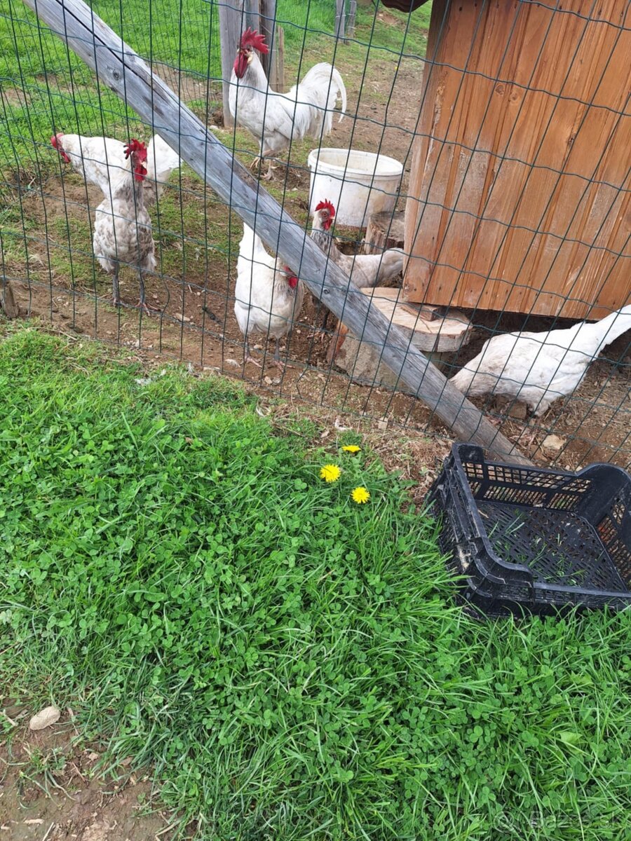 Leghorn kohuty