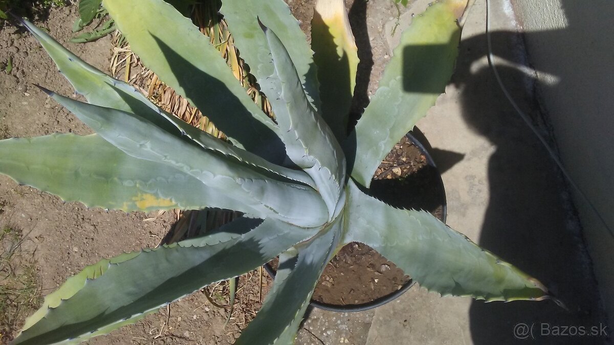 Agave americká