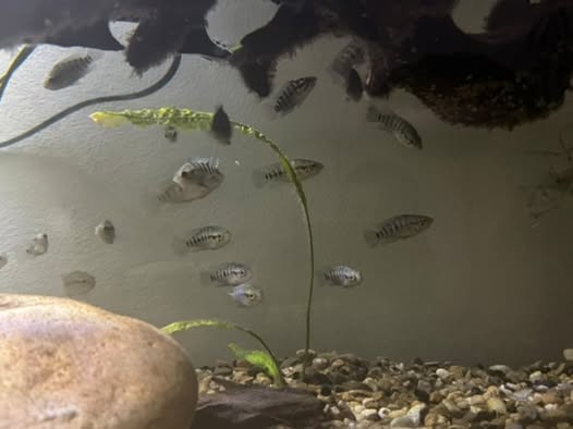 PARACHROMIS MANAGUENSIS