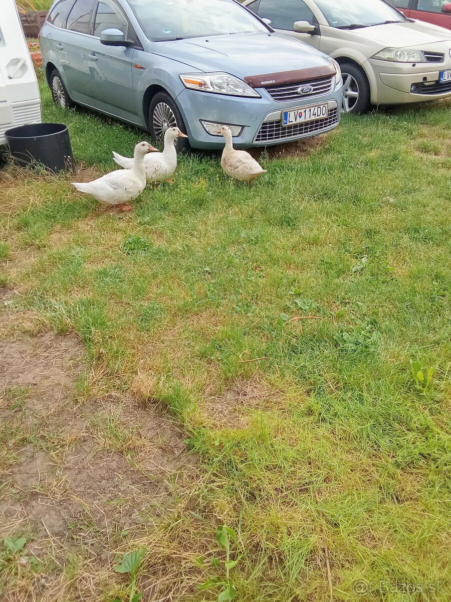Kačka , kačky