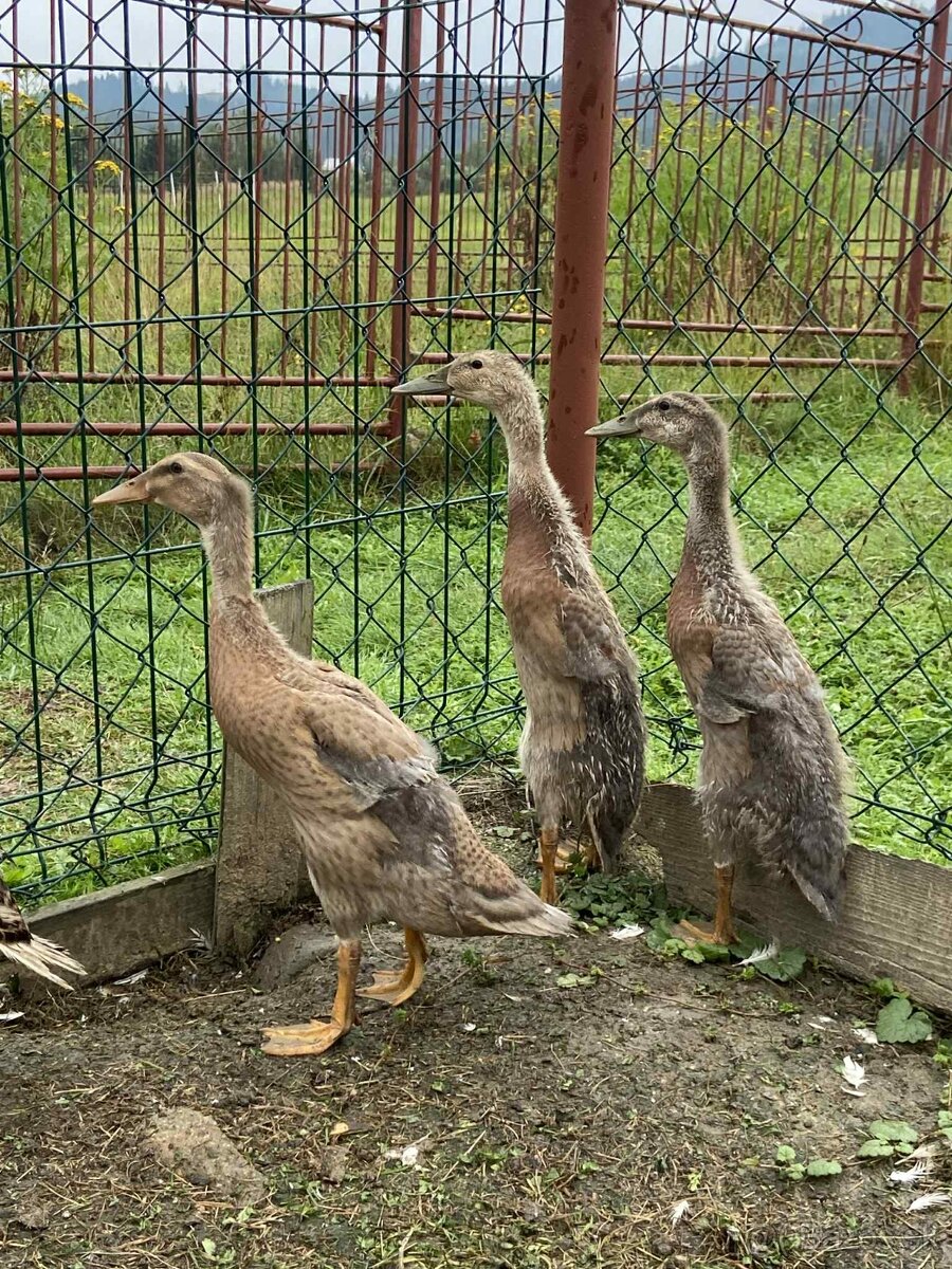 indické bežce