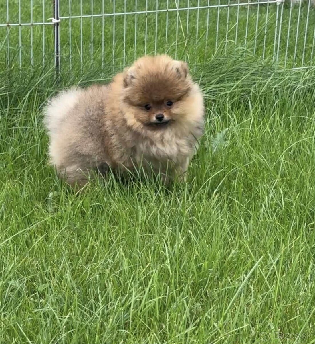 Pomeranian