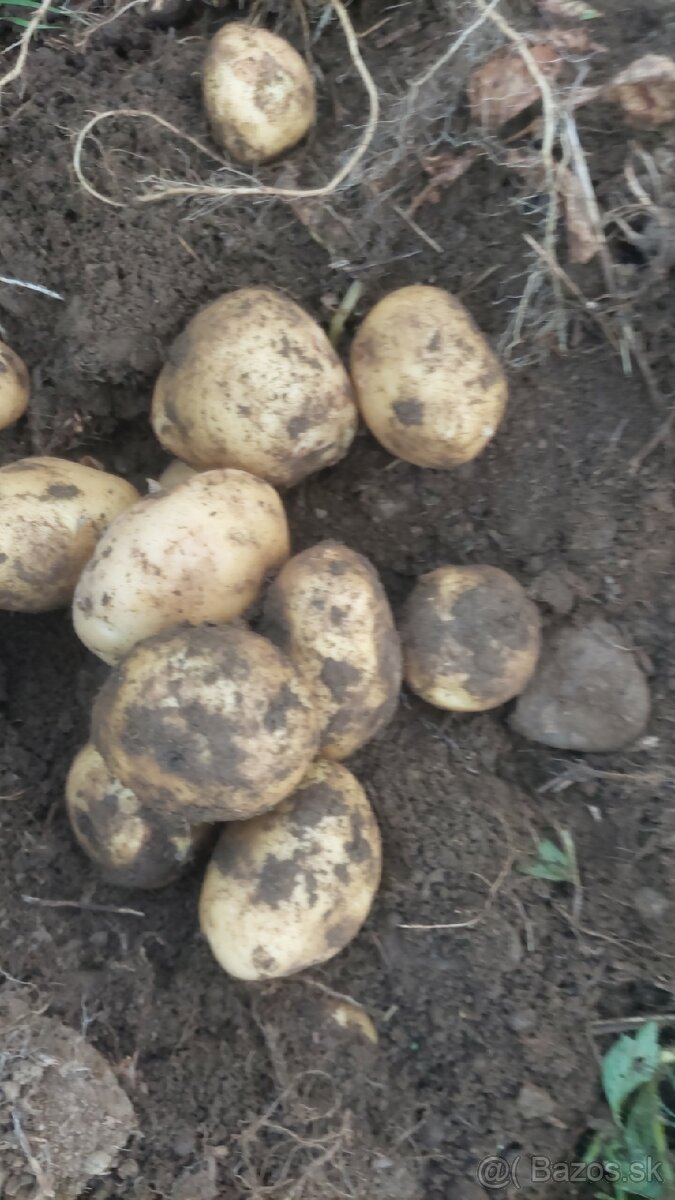 Konzumne zemiaky na zimne uskladnenie