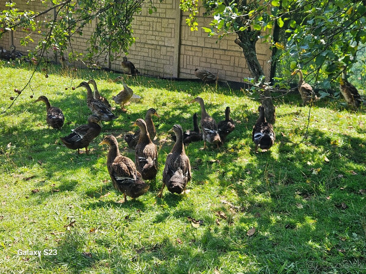 Predám kačacie nasadové vajíčka