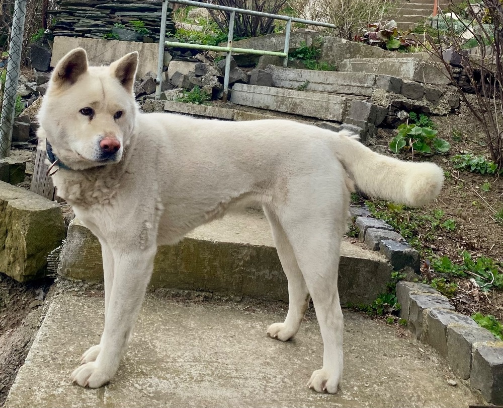 DARUJEM AKITA INU
