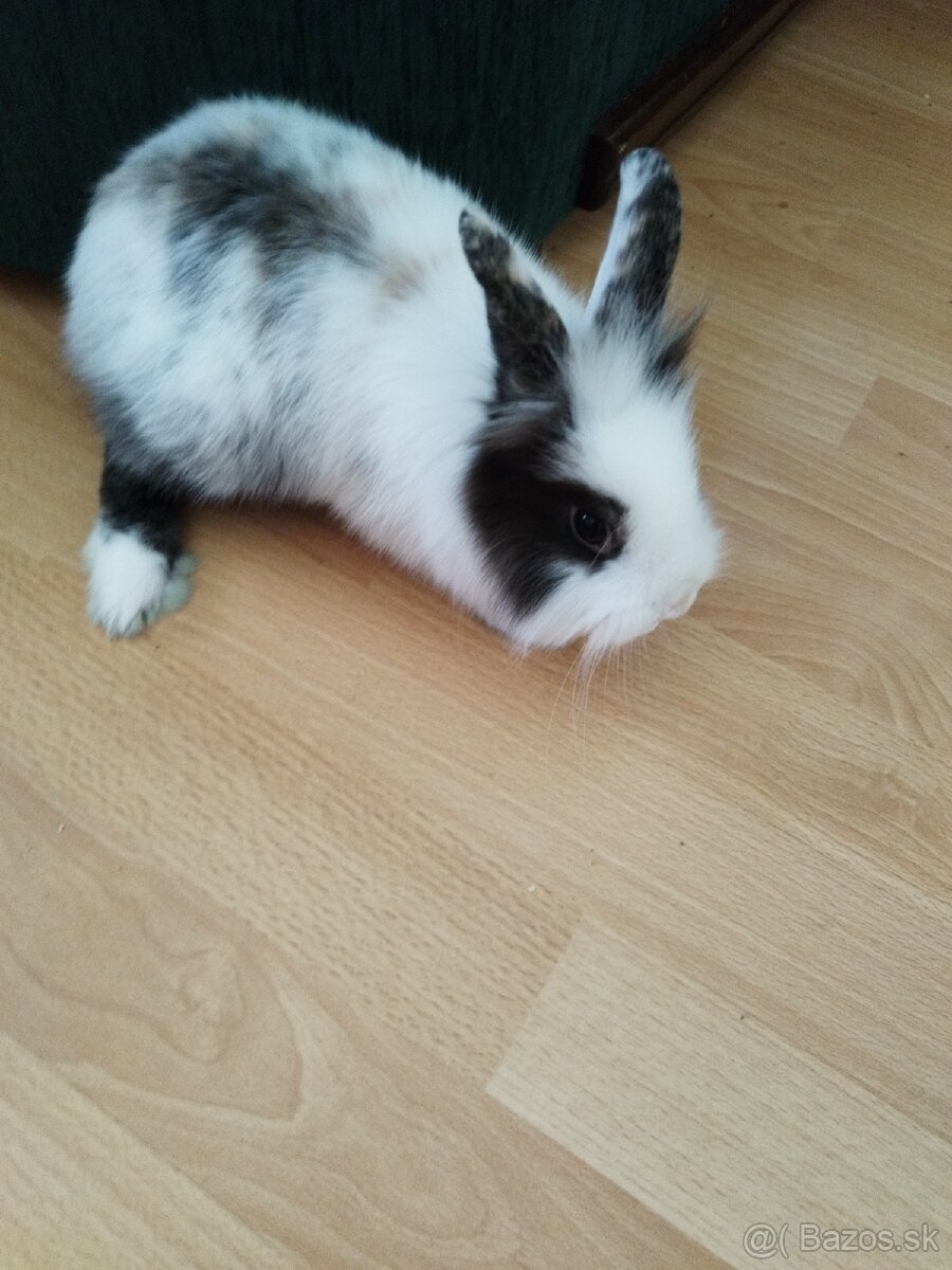 Predám zakrsleho zajačika za 10 eur