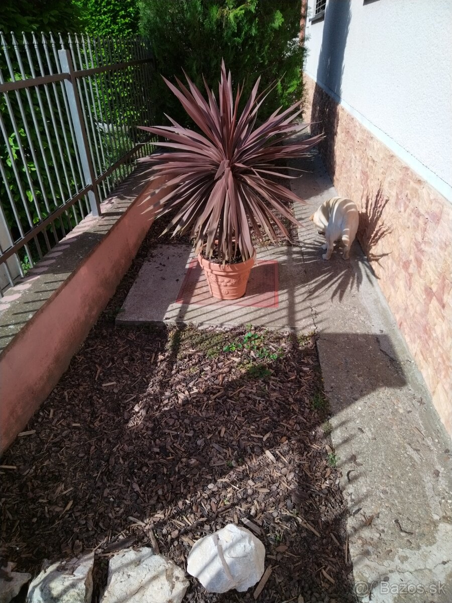 Australska cervena yuka, cordyline, red star