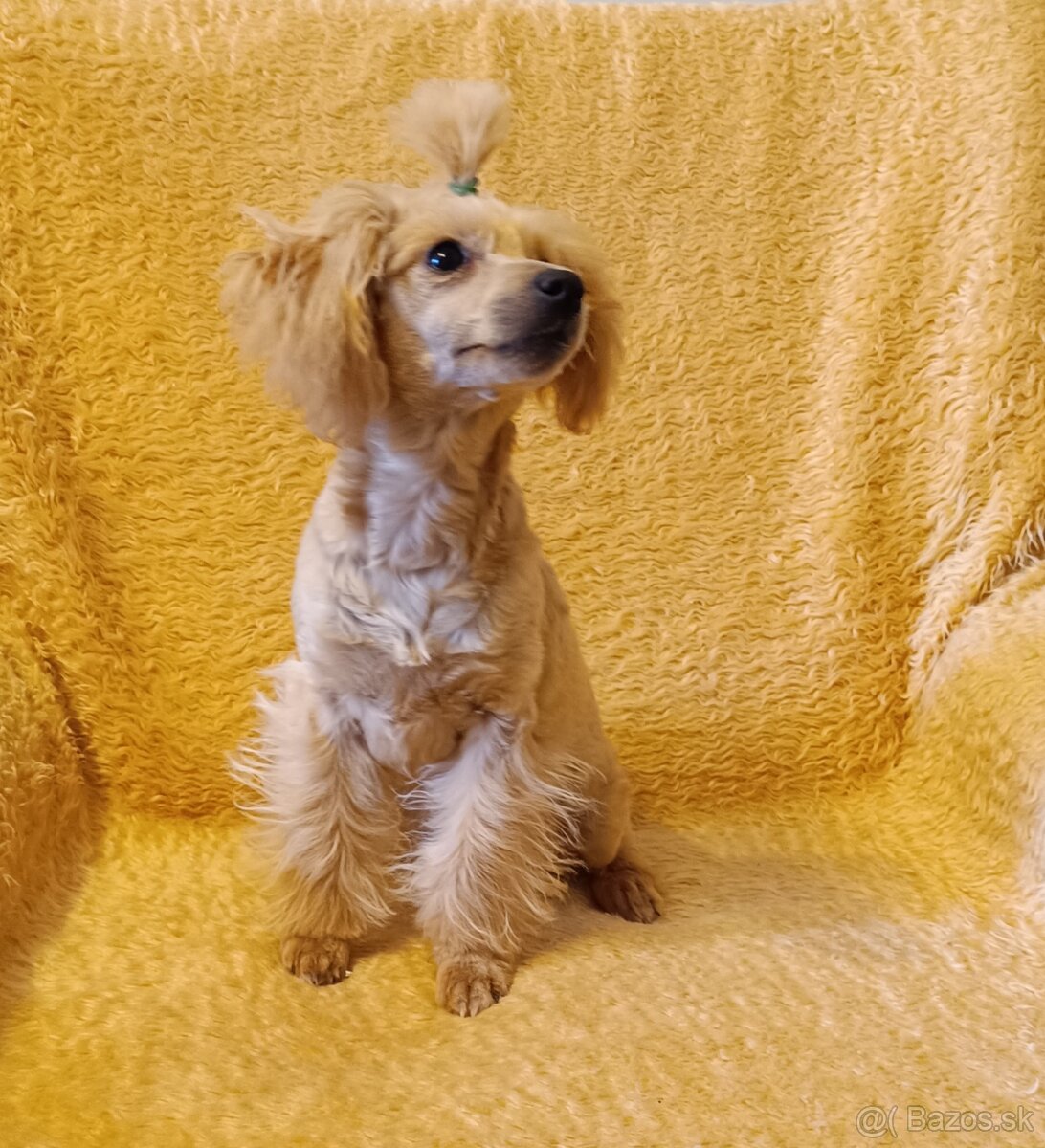 Pudel - Pudlika Toy