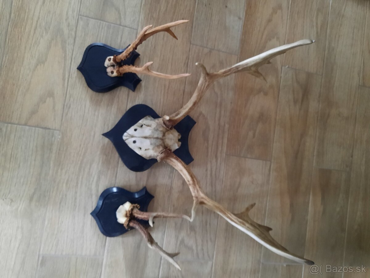 Jelenie trofeje