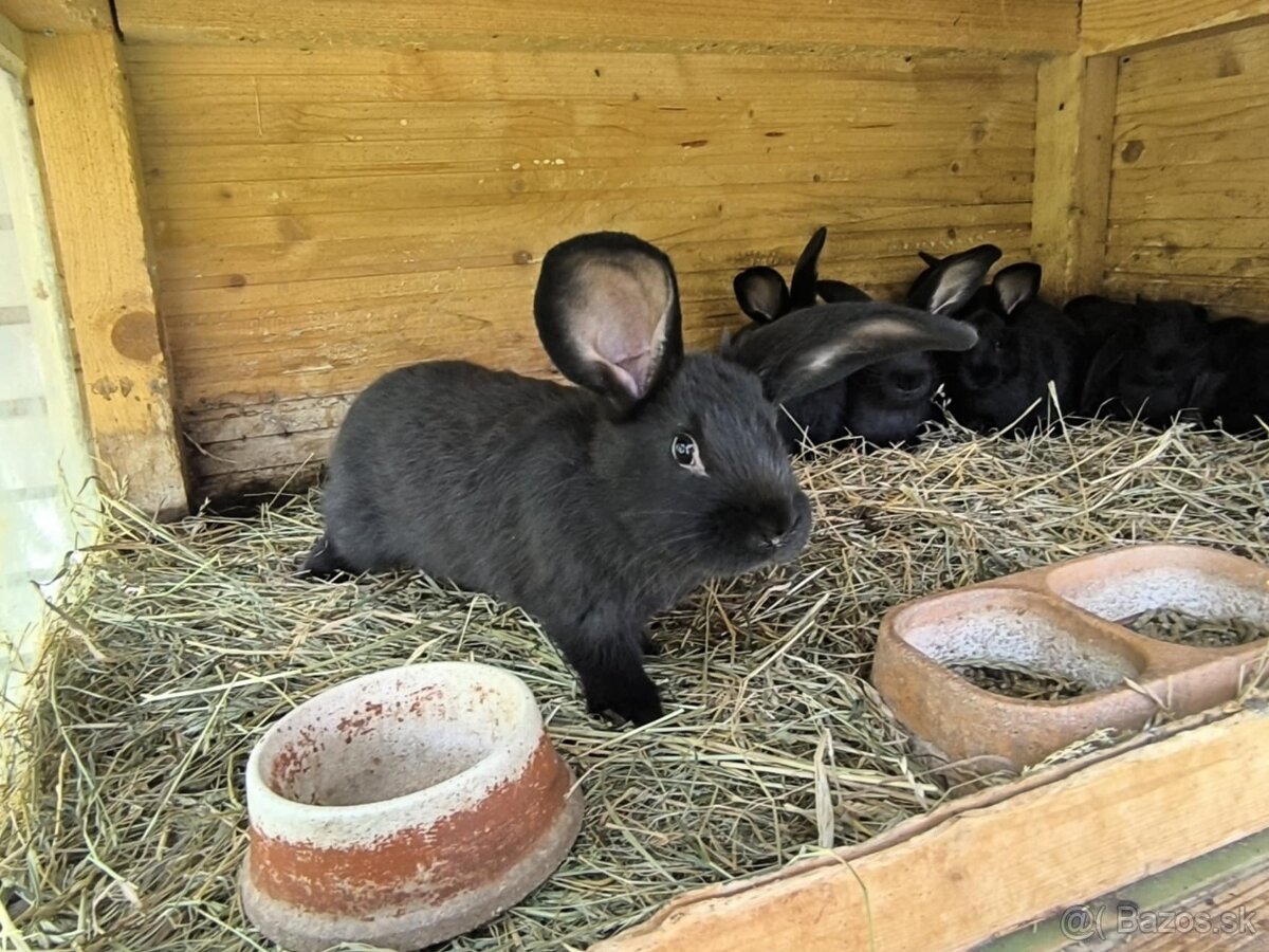 Králiky na chov alebo dochov