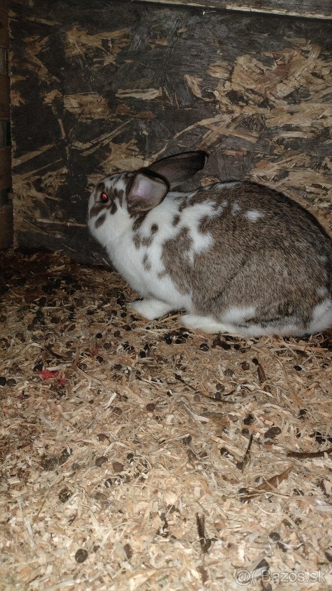Dobrí deň predávam zajace jedna je samička a jeden samec