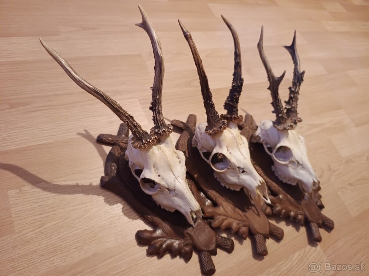 Trofej trofeje parohy parožie zhody,,