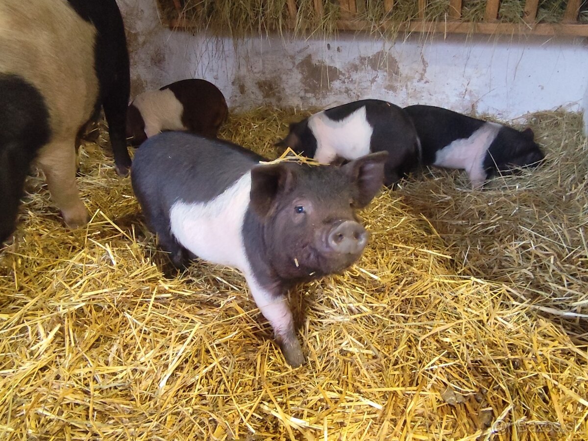 Presticke Prasa x kune kune odstavcata