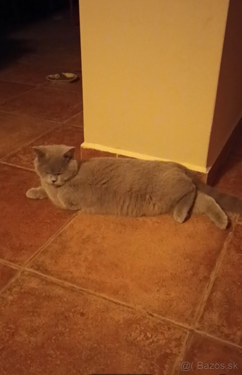 Predám britského kocúra