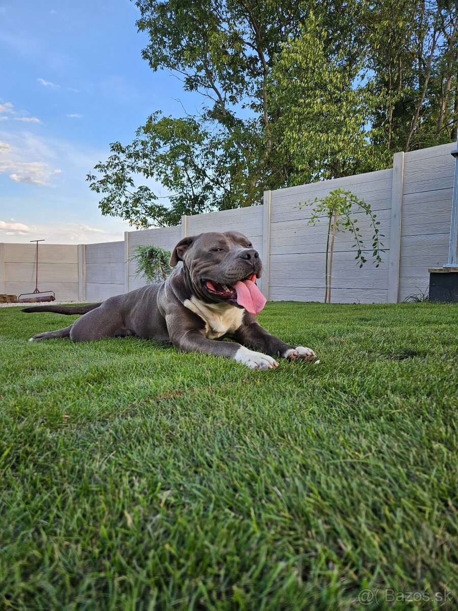 Americký stafordšírsky teriér