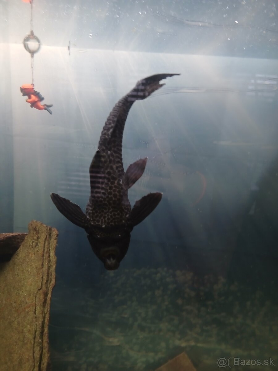 Prisavnik 30cm