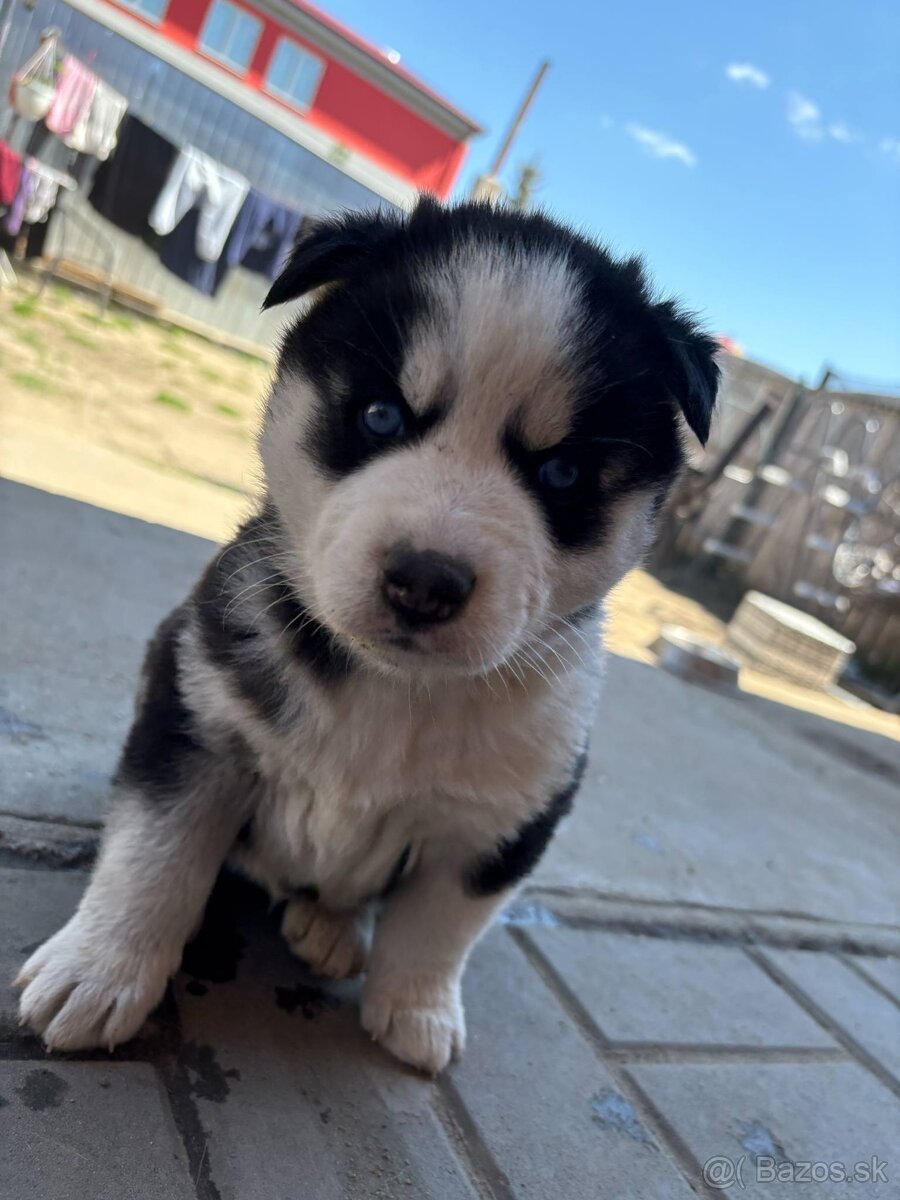 Sibírsky husky šteniatka