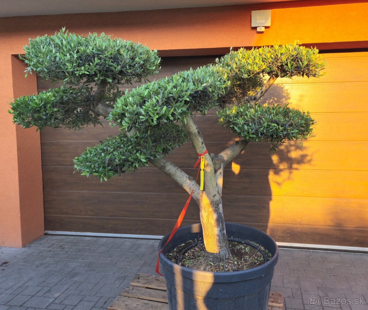Predám Olivovník bonsai