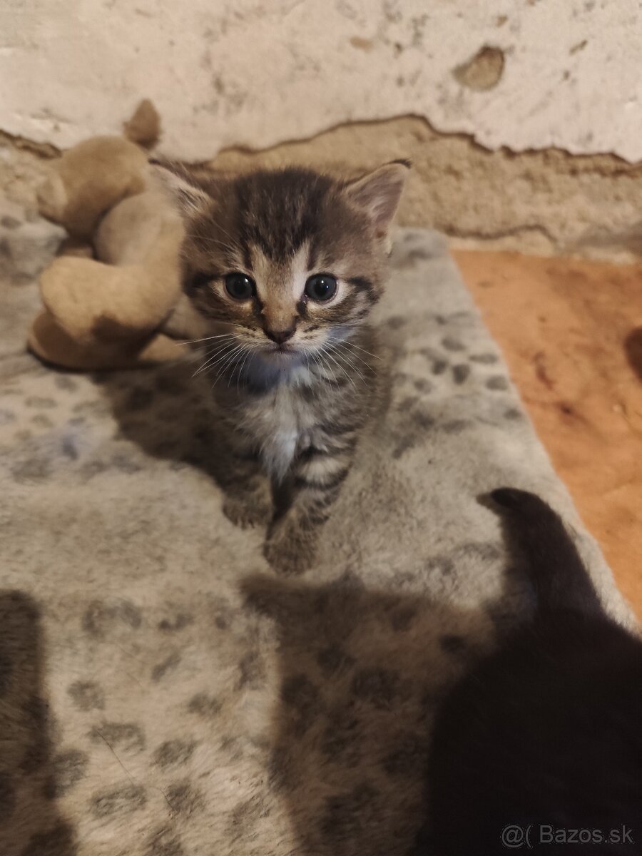 Mačiatka