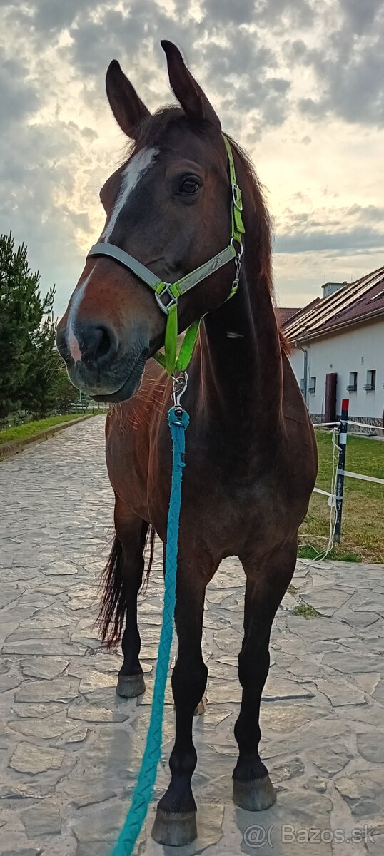 Valach KWPN
